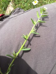 Lithospermum officinale