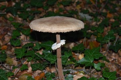 Macrolepiota procera