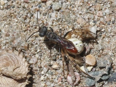 Nitelopterus