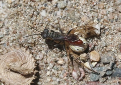 Nitelopterus