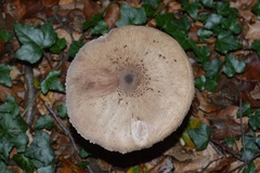 Macrolepiota procera