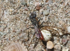 Nitelopterus