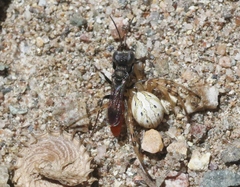 Nitelopterus
