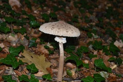 Macrolepiota procera