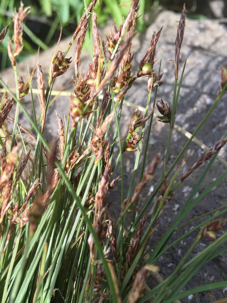 Carex sect. Lamprochlaenae