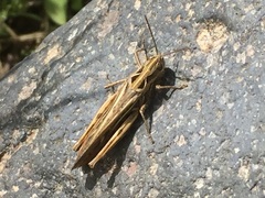 Chorthippus biguttulus biguttulus