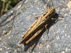 Chorthippus biguttulus biguttulus