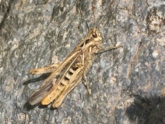 Chorthippus biguttulus biguttulus