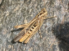 Chorthippus biguttulus biguttulus