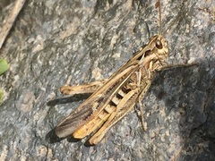 Chorthippus biguttulus biguttulus