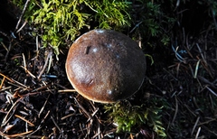 Xerocomellus zelleri