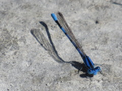 Argia nahuana