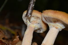 Armillaria mellea
