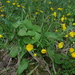 Ranunculus cassubicifolius - Photo (c) Bernd Haynold, some rights reserved (CC BY-NC), uploaded by Bernd Haynold