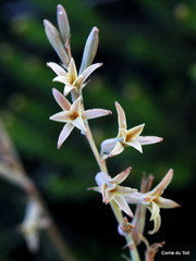 Dipcadi brevifolium