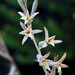 Dipcadi brevifolium - Photo (c) Corrie du Toit,  זכויות יוצרים חלקיות (CC BY-NC), הועלה על ידי Corrie du Toit