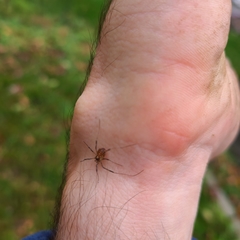Paroligolophus agrestis