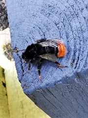 Bombus lapidarius