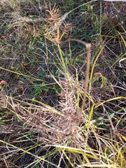 Cyperus esculentus leptostachyus
