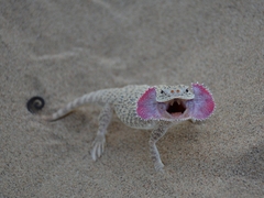 Phrynocephalus mystaceus