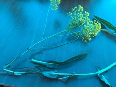 Isatis cappadocica steveniana