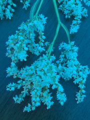 Koenigia alpina