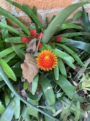 Guzmania conifera
