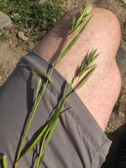 Bromus scoparius