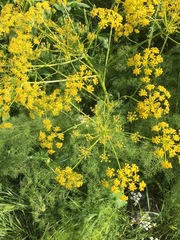 Prangos ferulacea