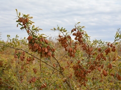 Halimodendron halodendron