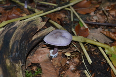 Basidiomycota
