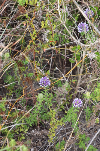 Image of Peninsula Dottypea (Psoralea fruticans) by (c) Tony Rebelo, some rights reserved (CC BY-SA)