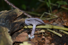 Basidiomycota