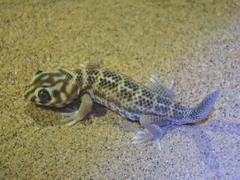 Teratoscincus scincus