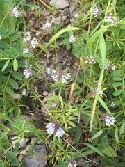 Asperula orientalis