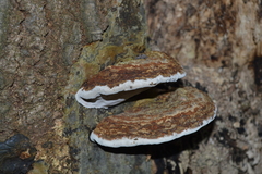 Ganoderma applanatum