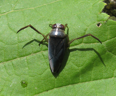 Notonecta irrorata