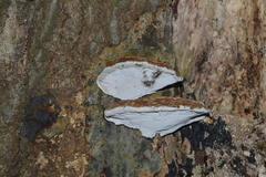 Ganoderma applanatum