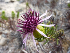 Gypothamnium pinifolium