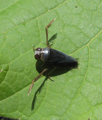 Notonecta irrorata
