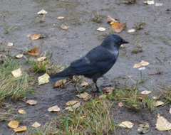 Corvus monedula
