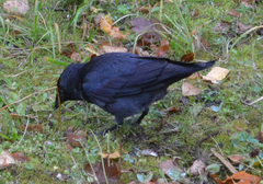 Corvus monedula