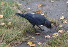 Corvus monedula
