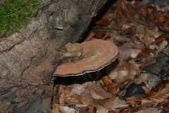Ganoderma applanatum