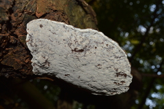 Ganoderma applanatum