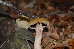 Armillaria mellea