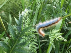 Malacosoma castrense