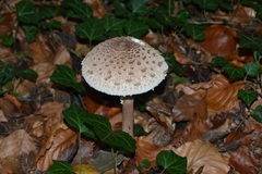 Macrolepiota procera