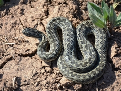 Vipera renardi