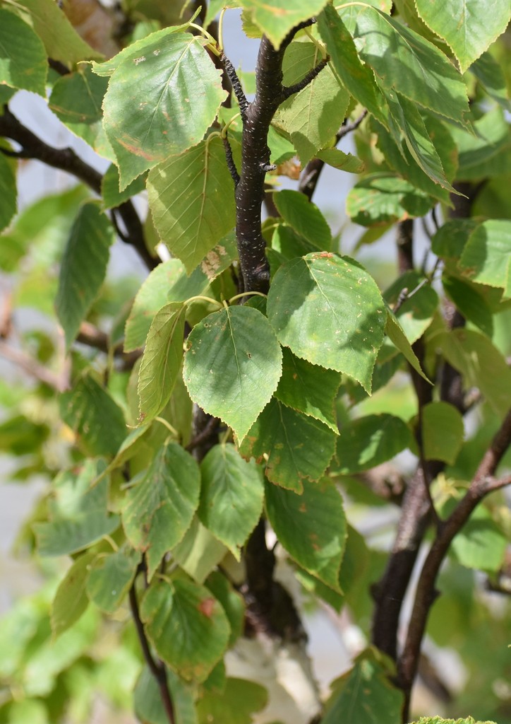 paper birch